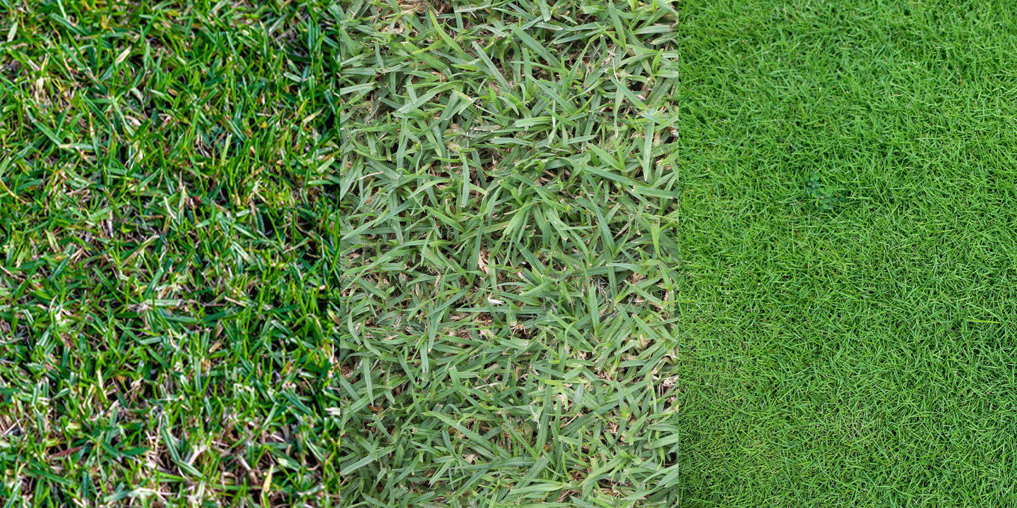 Three different kinds of grass