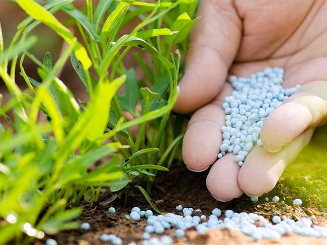 Sprinkling fertiliser onto grass seeds