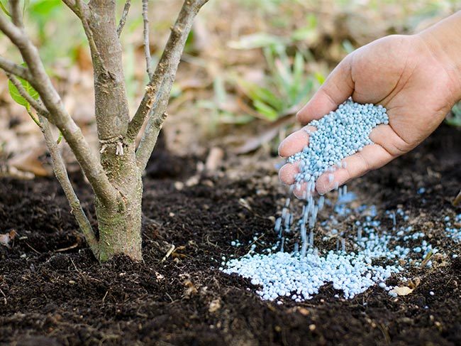 Sprinkling fertiliser around the base of a tree