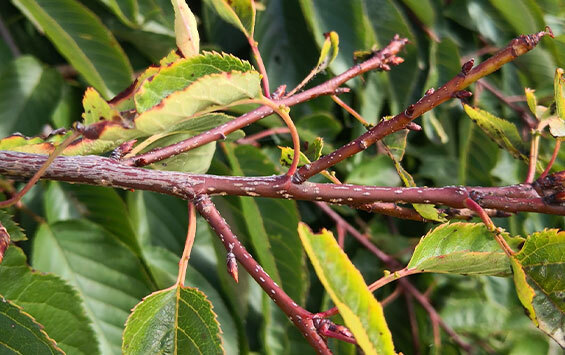 New growth on branch