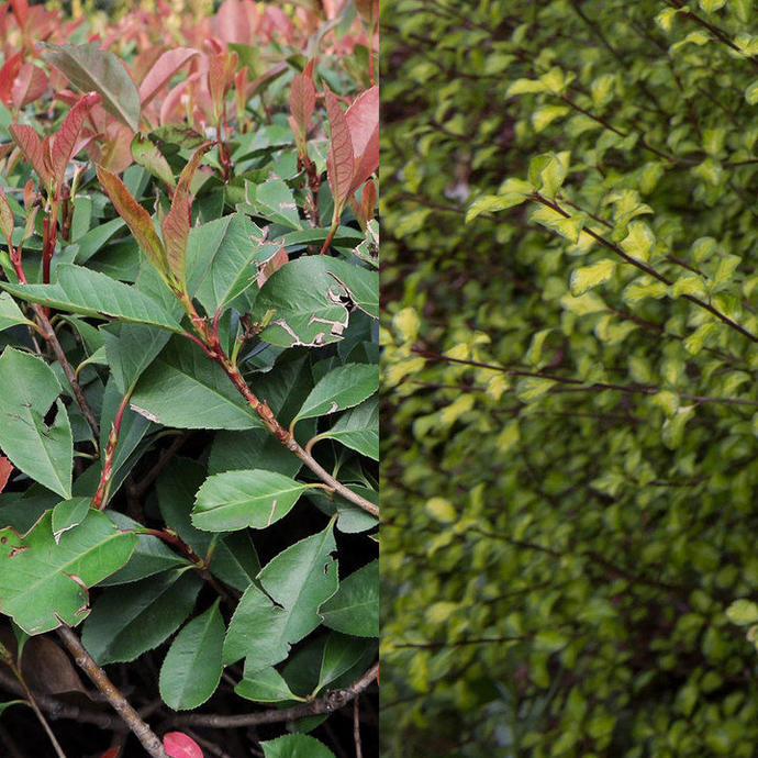 Two different varieties of garden hedges